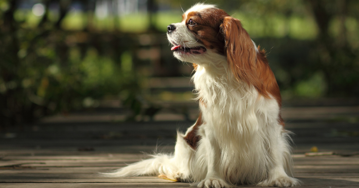 CHASE study closing CHASE study closing